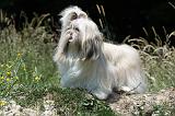 SHIH TZU 214
